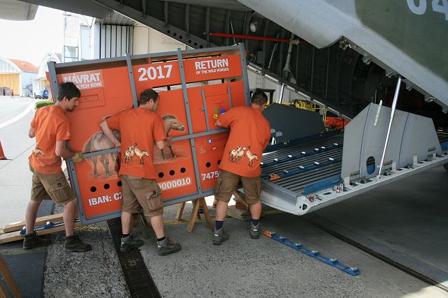Každý rok před vlastním transportem probíhá zkouška nakládky přepravních boxů do letadla. Nejinak tomu bylo i letos. Foto Jozef Sebíň, Zoo Praha